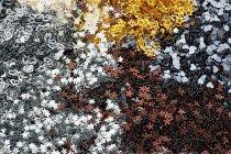 ICON CRAFT 50g 6 PART GLITTER SHAKER CDU - METALLICS