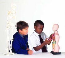 HALF-SCALE ANATOMICAL TORSO