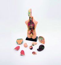 HALF-SCALE ANATOMICAL TORSO