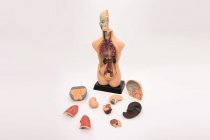 HALF-SCALE ANATOMICAL TORSO