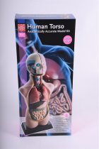 HALF-SCALE ANATOMICAL TORSO