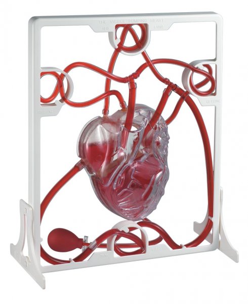 PUMPING HEART MODEL