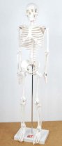 HALF-SCALE SKELETON