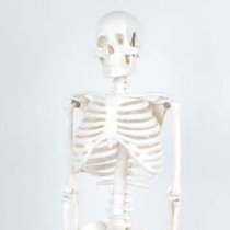 HALF-SCALE SKELETON