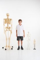 HALF-SCALE SKELETON