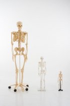 HALF-SCALE SKELETON