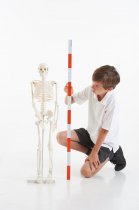 HALF-SCALE SKELETON