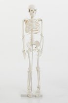 HALF-SCALE SKELETON
