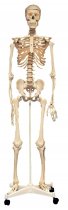 LIFE-SIZE SKELETON