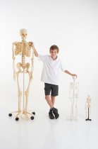 LIFE-SIZE SKELETON