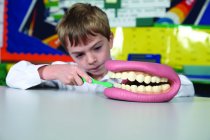 GIANT TEETH DEMONSTRATION SET