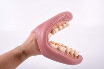GIANT TEETH DEMONSTRATION SET