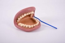 GIANT TEETH DEMONSTRATION SET