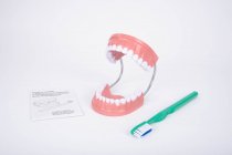 GIANT DENTAL CARE MODEL
