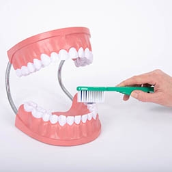 GIANT DENTAL CARE MODEL