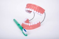 GIANT DENTAL CARE MODEL