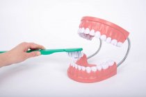 GIANT DENTAL CARE MODEL