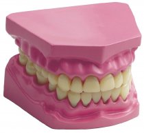 ANATOMICAL TEETH SET