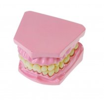 ANATOMICAL TEETH SET