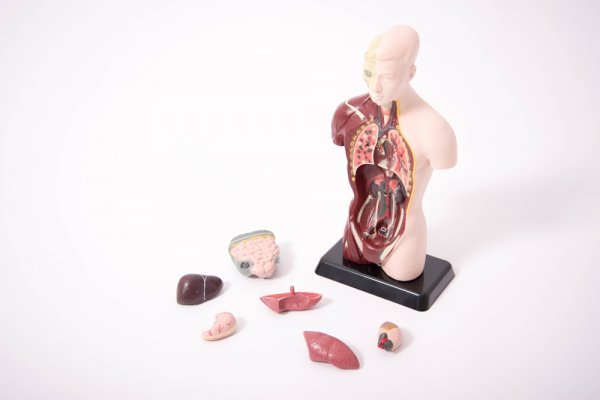 QUARTER-SCALE ANATOMICAL TORSO
