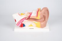 HUMAN EAR