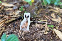 WOODEN FOREST ANIMAL BLOCKS