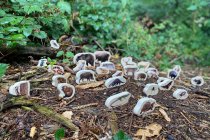 WOODEN FOREST ANIMAL BLOCKS