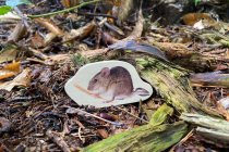 WOODEN FOREST ANIMAL BLOCKS