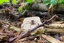 WOODEN FOREST ANIMAL BLOCKS