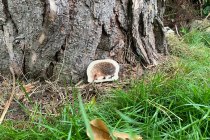 WOODEN FOREST ANIMAL BLOCKS