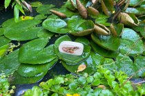WOODEN FOREST ANIMAL BLOCKS