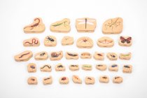 WOODEN MINIBEAST BLOCKS