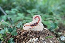 WOODEN MINIBEAST BLOCKS