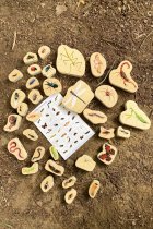 WOODEN MINIBEAST BLOCKS