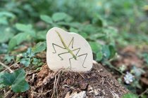 WOODEN MINIBEAST BLOCKS