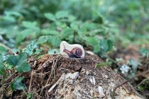 WOODEN MINIBEAST BLOCKS