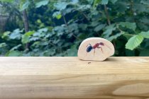 WOODEN MINIBEAST BLOCKS