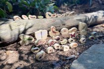 WOODEN MINIBEAST BLOCKS