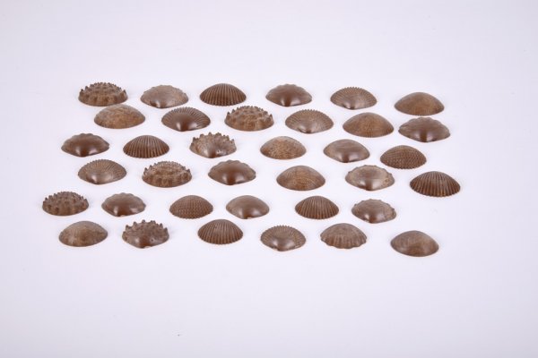 ECO FRIENDLY TACTILE SHELLS