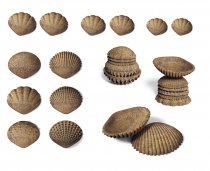 ECO FRIENDLY TACTILE SHELLS