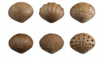 ECO FRIENDLY TACTILE SHELLS
