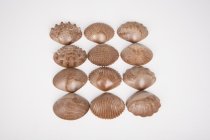 ECO FRIENDLY TACTILE SHELLS